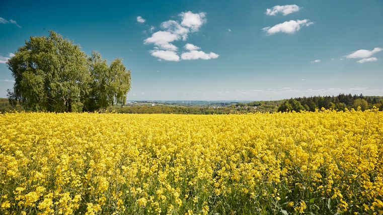 Weitläufiges blühendes Rapsfeld unter blauem Himmel mit Blick auf eine Hügellandschaft mit Windrädern und Wäldern am Horizont
