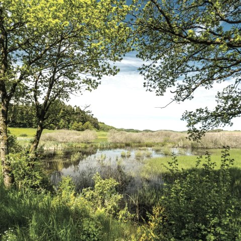 Mürmes Moor, © GesundLand Vulkaneifel GmbH