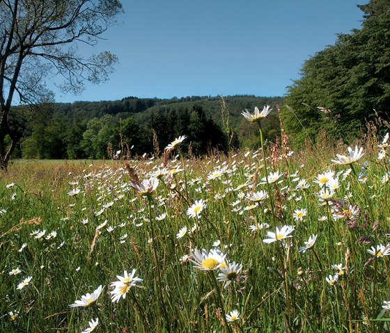 Madeliefjesweide op de Nat'Our Route 2, © Naturpark Südeifel, R. Clement