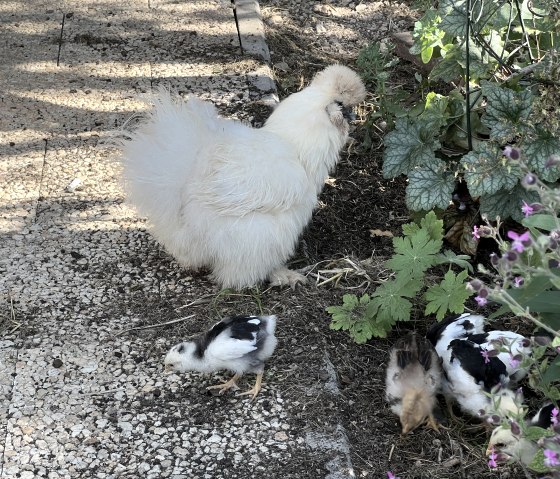 Hen Popcorn and her chicks