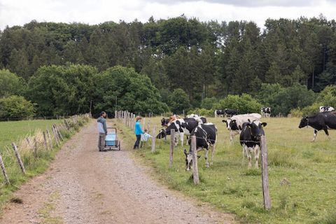Eine Familie mit Kinderwagen auf einem Feldweg neben einer Weide mit Kühen, umgeben von Bäumen.