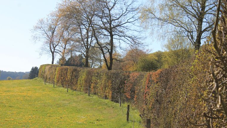Eine grüne Wiese mit einer langen Hecke und wenigen Bäumen im Hintergrund. Der Himmel ist klar und blau, was eine ruhige Atmosphäre schafft.