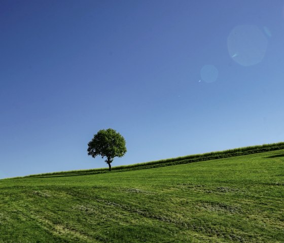 Arbre sur le Sonnenrundweg Herresbach, © Laura Rinneburger