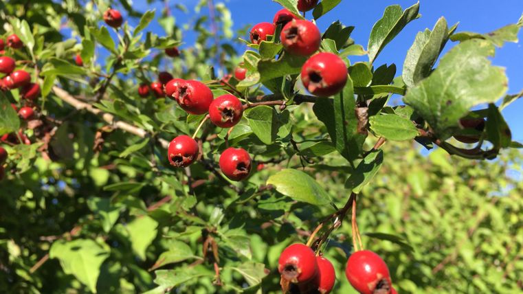 Close-up of red berries on a bush with green leaves against a blue sky.