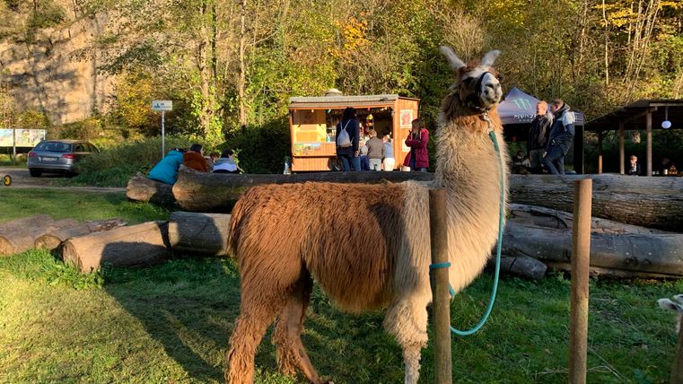 Een lama staat op een grasveld met bomen op de achtergrond. Op de achtergrond zijn mensen en een verkoopstand te zien.