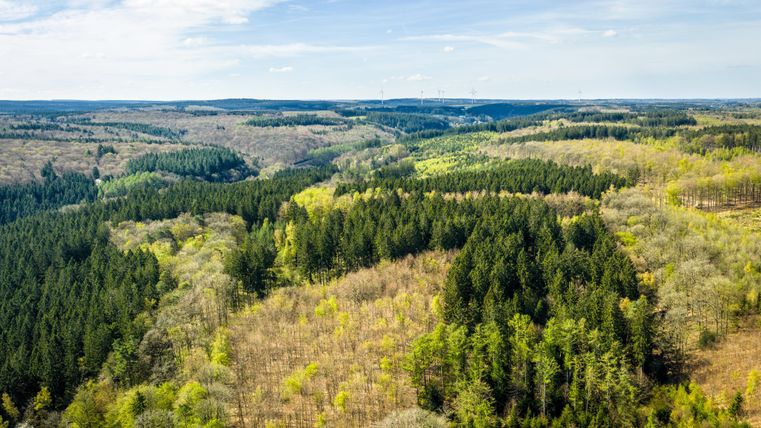 A vast landscape with forests and hills. The trees display various shades of green and the weather is clear and sunny.