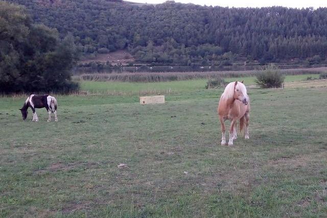 Zwei Pferde grasen auf einer weiten Wiese. Im Hintergrund sind Bäume und Hügel sichtbar.
