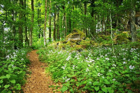 Ein schöner Waldweg umgeben von grünen Pflanzen und bunten Blumen. Die Bäume schaffen eine ruhige und friedliche Atmosphäre.