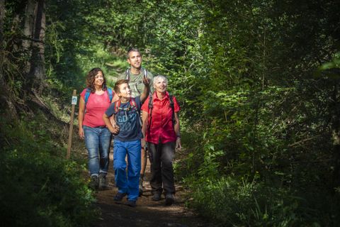 Four people are walking along a forest path.