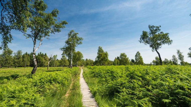 Ein Holzsteg führt durch eine grüne Heidelandschaft mit Bäumen unter blauem Himmel.