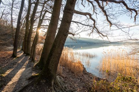 Sonnenstrahlen durch Bäume am Ufer des Laacher Sees, mit Schilf im Vordergrund.