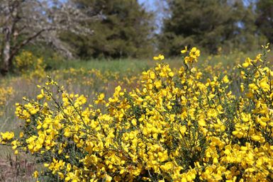 Ein Feld mit leuchtend gelben Blumen. Im Hintergrund sind grüne Bäume und ein blauer Himmel zu sehen.