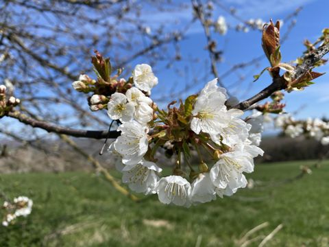 Eine Hand hält eine Glasflasche unter einem alten Wasserbrunnen. Wasser fließt aus dem Brunnen in die Flasche.