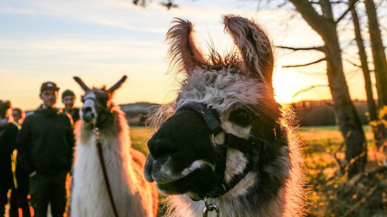 Eine Frau führt eine Gruppe von Lamas über eine grüne Wiese. Im Vordergrund ist ein Lama zu sehen, das neugierig in die Kamera schaut.