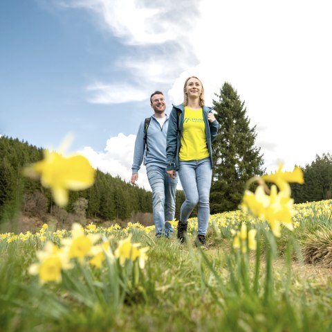 Wandern durch blühende Narzissenwiesen, © Eifel Tourismus GmbH, Dominik Ketz