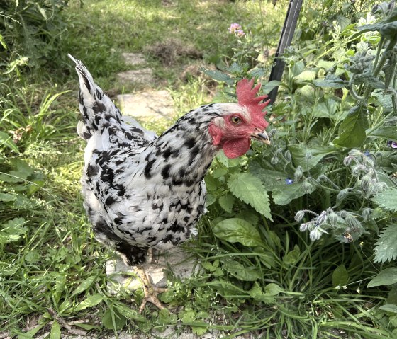 Hen Feli