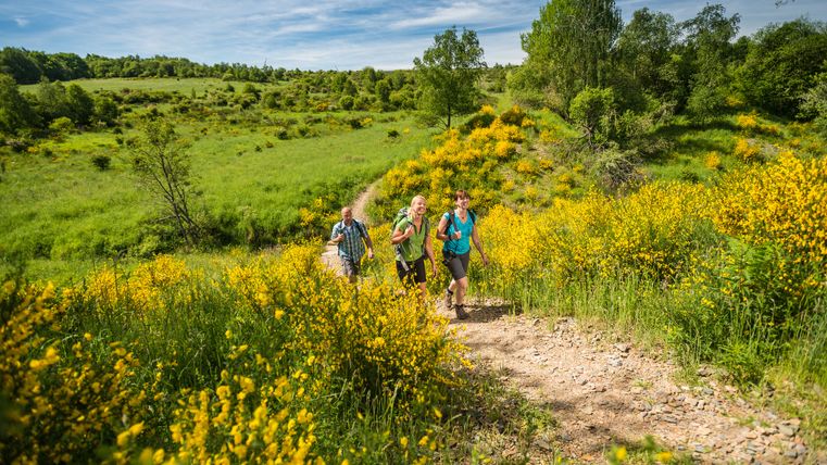 Drei Personen wandern durch blühende Ginsterheiden