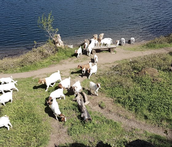 Maar-Ziegen