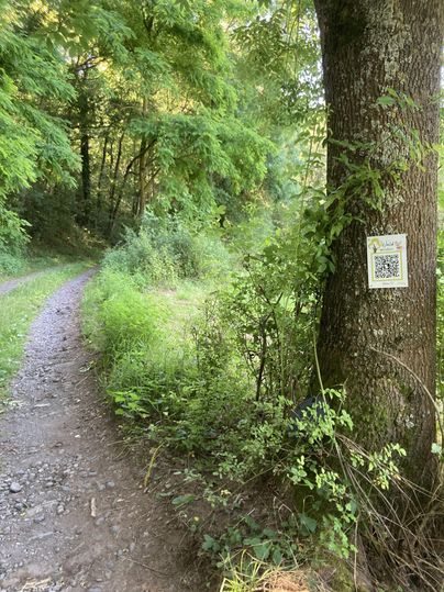 Ein schmaler Weg führt durch grüne Bäume und Sträucher. An einem Baum hängt ein QR-Code.
