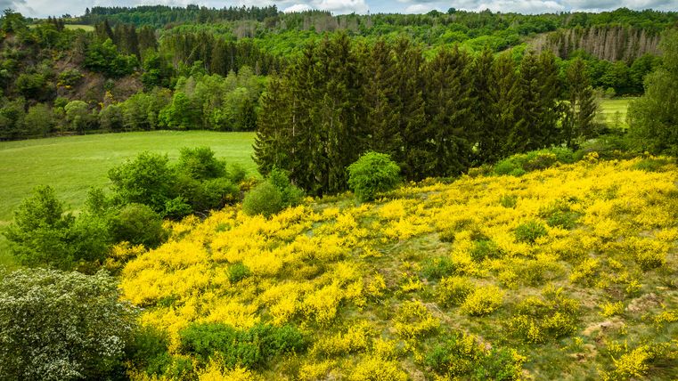 Blühende Ginsterheide im Irsental bei Daleiden
