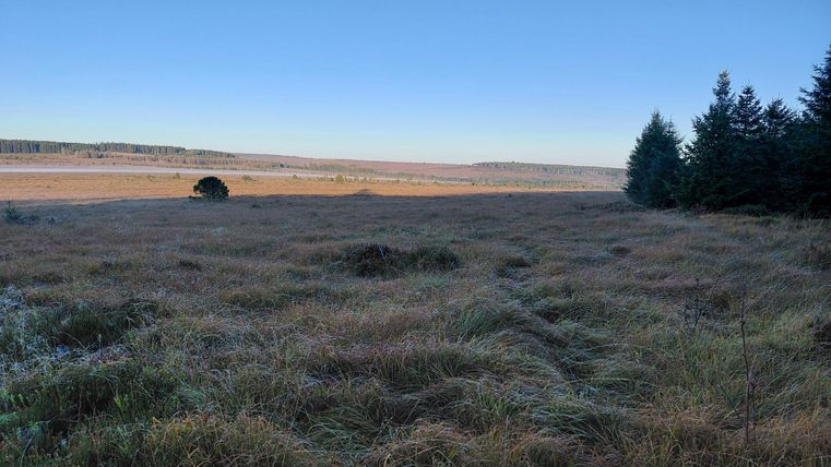 Une vaste prairie avec de l'herbe haute et un ciel bleu clair. À la lisière, quelques arbres se dressent.