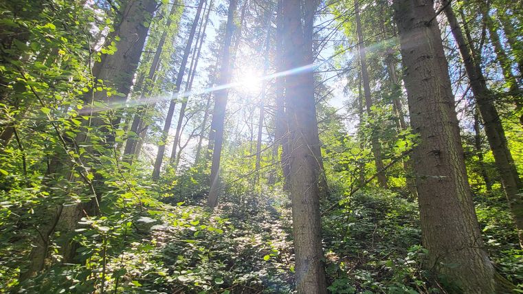 Ein sonniger Wald mit hohen Bäumen und üppigem Grün. Das Licht strahlt durch die Baumkronen und schafft eine friedliche Atmosphäre.