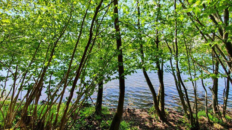 A quiet forest edge with green trees encircles a clear lake. The water reflects the sunlight and creates a peaceful atmosphere.