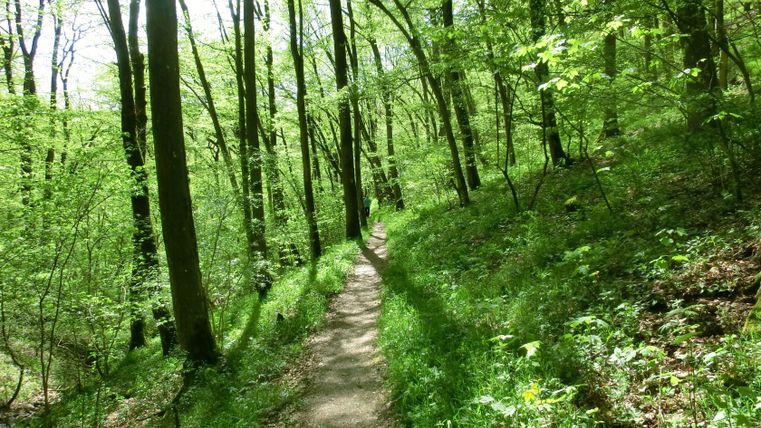 Ein schmaler Wanderweg führt durch einen grünen Wald mit hohen Bäumen und dichtem Laub.