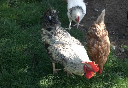 Des poules heureuses, © Ferienhof an der Lay-Elisabeth Schröder