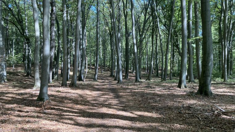 Une belle forêt avec de grands arbres et un ciel dégagé. Le chemin serpente doucement à travers le feuillage dense.