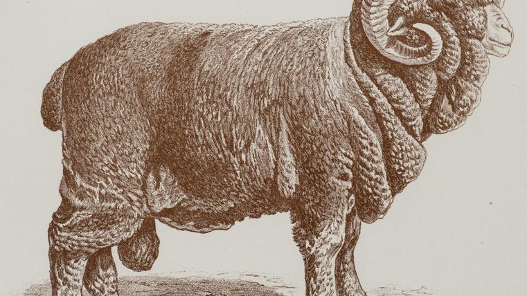 Een groot, wollig schaap met aanzienlijke, gebogen hoorns. Het staat zijwaarts en heeft een massieve lichaamsbouw.