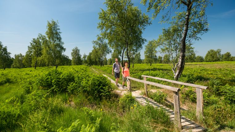 Zwei Personen wandern auf einem Pfad durch die grüne Struffelt Heide mit Bäumen und Farnen.