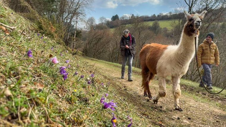 Eine Gruppe von Lamas wird von Menschen auf einer Wiese geführt. Die Sonne scheint im Hintergrund und schafft eine schöne Abendstimmung.