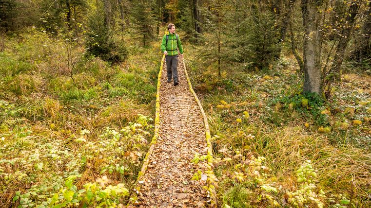 Une personne se promène sur une étroite passerelle en bois à travers une forêt automnale.