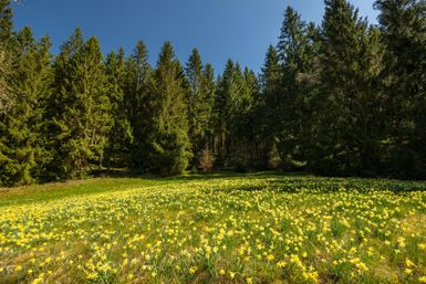 Eine Wiese voller gelber Narzissen umgeben von hohen, grünen Bäumen. Der Himmel ist klar und blau.