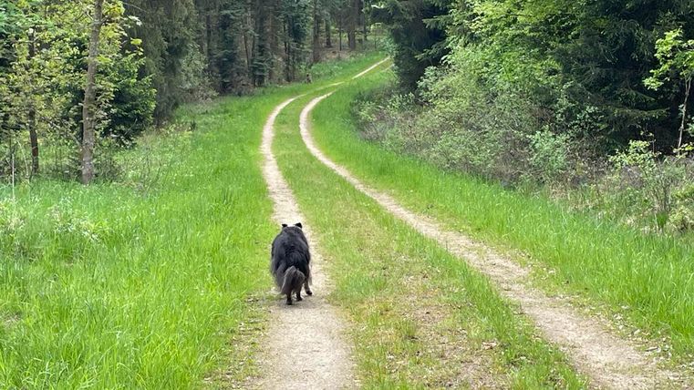 Ein Hund läuft auf einem kurvenreichen Waldweg. Der Weg ist von grünen Wiesen und Bäumen umgeben.