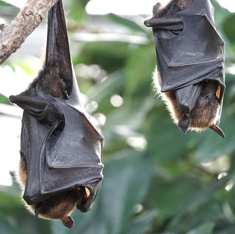 Chauves-souris