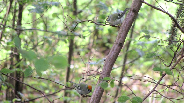 Two small birds on a branch in the forest.