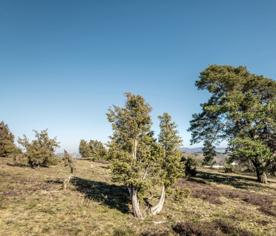 Traumpfad Wacholderweg near Langscheid, hiking tour through juniper and heath, © Eifel Tourismus GmbH, D. Ketz