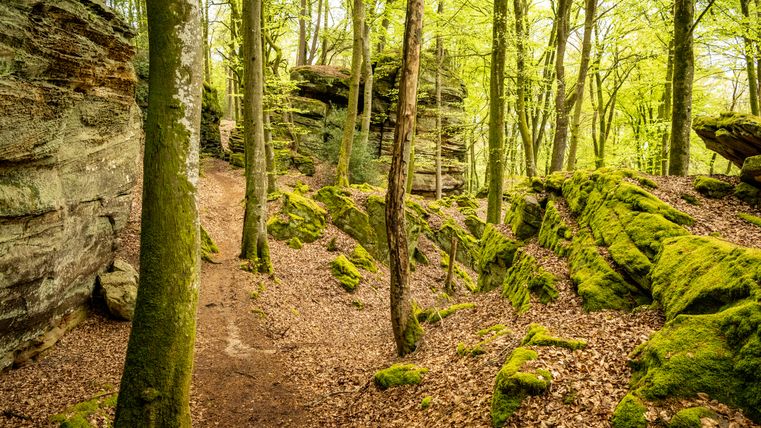 Een bospad leidt door een met mos begroeid, rotsachtig ravijnbos in de buurt van Bollendorf.