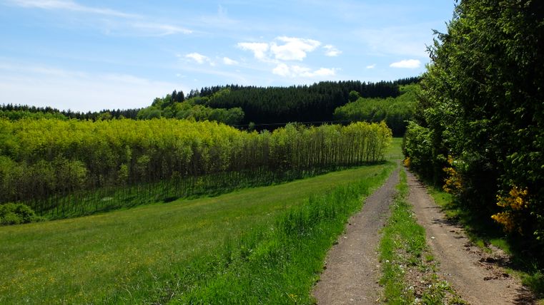 A rural path leads through a green landscape with trees and meadows under a blue sky.