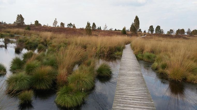A wooden path leads through a damp moorland with tall grass. In the background, scattered trees can be seen under a cloudy sky.