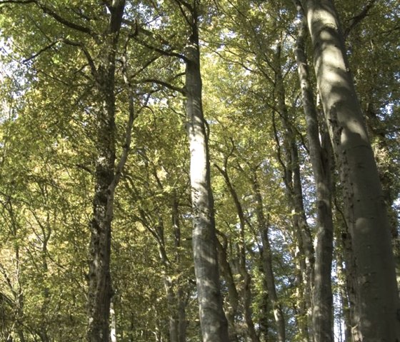 Omgeving