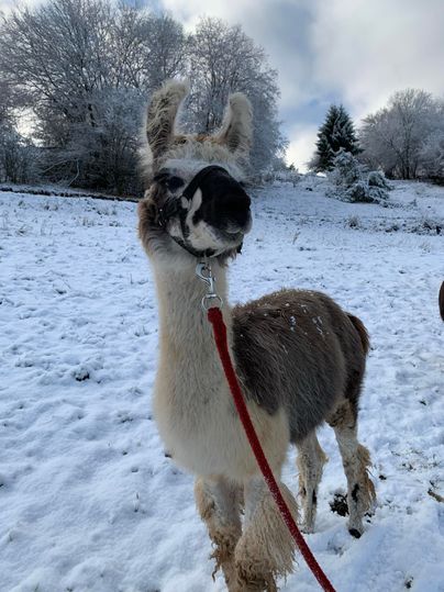 Ein Lama steht in einem schneebedeckten Feld. Im Hintergrund sind frostreiche Bäume zu sehen.