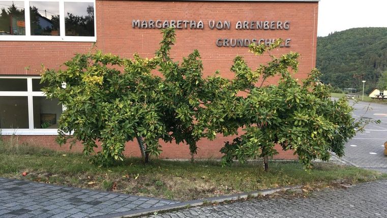 Een boom groeit voor een basisschool met de inscriptie "Margaretha von Arenberg". De omgeving is groen en goed verzorgd.