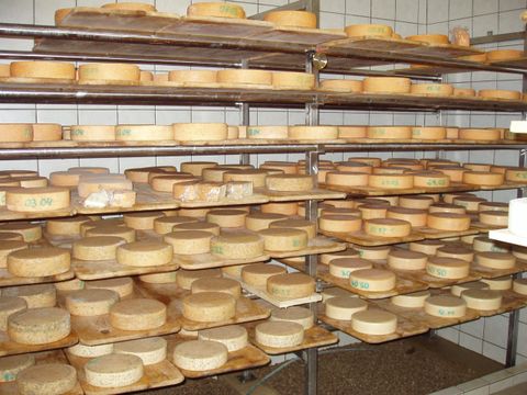 Een kaasopslag met meerdere planken, die tal van kaaswielen in verschillende maten toont. De kaaswielen zijn netjes gerangschikt en hebben etiketten voor identificatie.