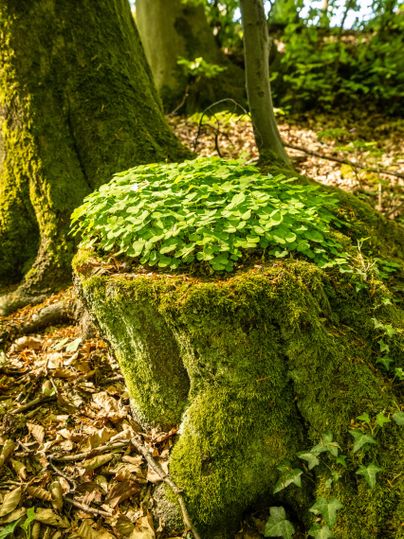 Een boomstronkje bedekt met groene mos en kleine planten. Omringd door bladeren en bomen op de achtergrond.