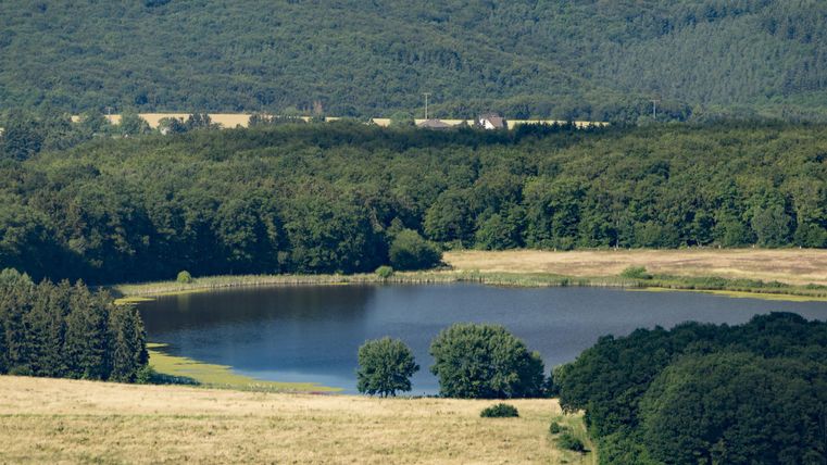 Een rustige plas omringd door groene bomen en weilanden. Het landschap is vredig en idylisch.