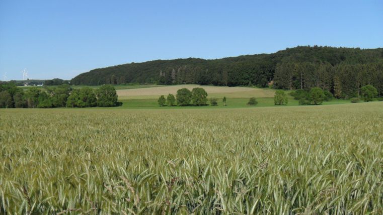 Ein weites Feld mit hohem Getreide und einer klaren blauen Himmel. Im Hintergrund sind grüne Wälder und sanfte Hügel zu sehen.