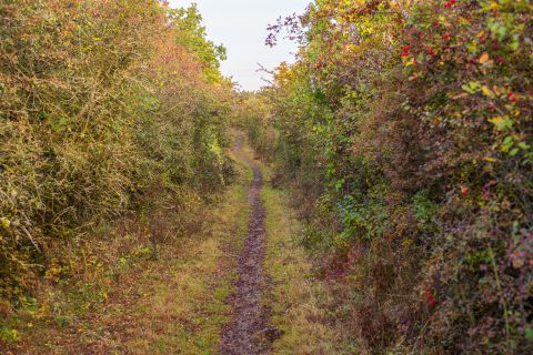 Een smal pad tussen weelderig, kleurrijk struikgewas. De omgeving straalt de natuurlijke schoonheid van de herfst uit.